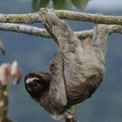 three-toed-sloth-at-canopy