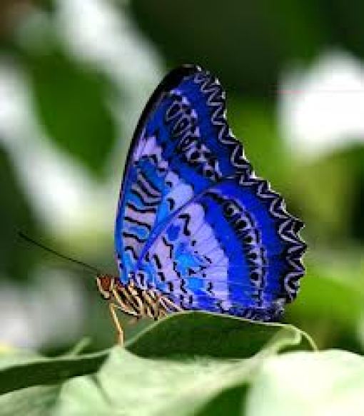 Panama Butterflies