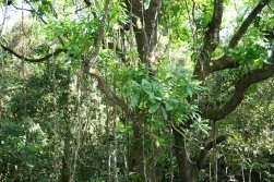 Panama forest