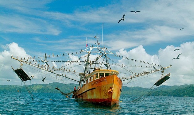 Panama fish catch 40 percent larger than reported