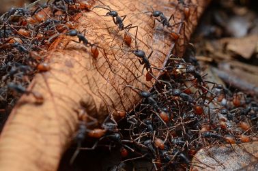 800px-Army_ants