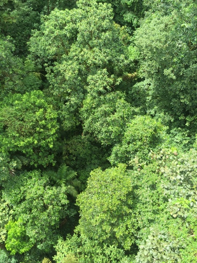 View from the tree tops