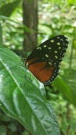 tithorea-butterfly